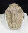 Amazing Hoplolichoides Trilobite From Russia - #28048-2